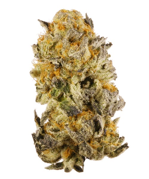 Buy Platinum Cookies Cannabis strain UK